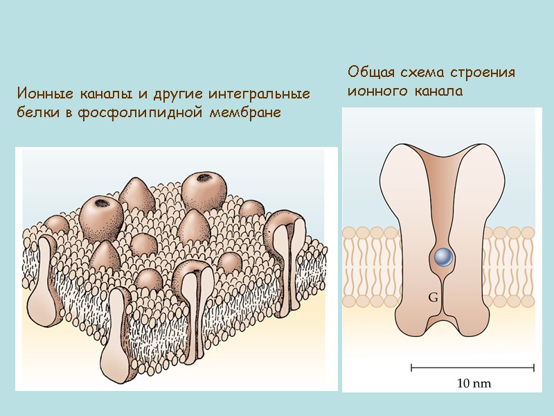 Ионные каналы и другие интегральные белки в фосфолипидной мембране Общая схема строения ионного канала